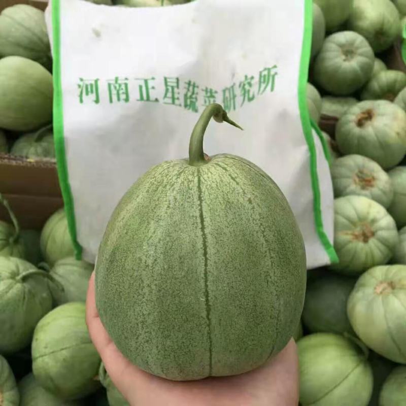 糖王甜瓜种子抗病早熟含糖量20度酥脆掉渣绿皮绿肉600克