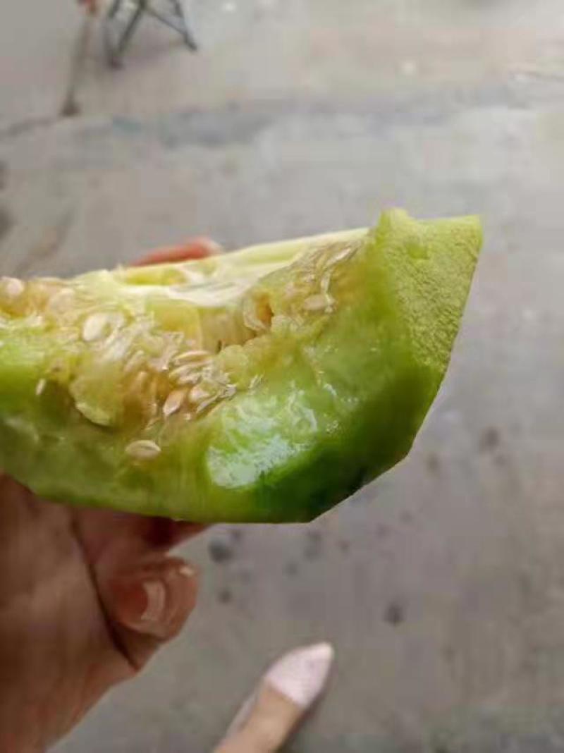 糖王甜瓜种子抗病早熟含糖量20度酥脆掉渣绿皮绿肉600克