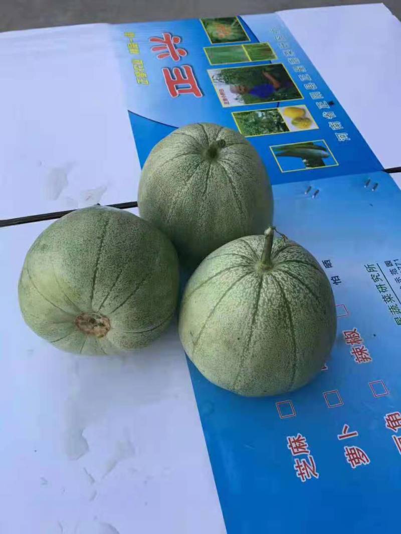 糖王甜瓜种子抗病早熟含糖量20度酥脆掉渣绿皮绿肉600克