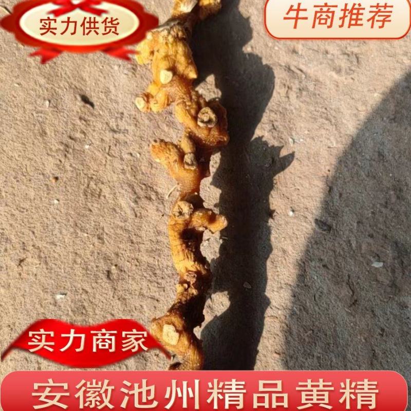 食品级九华山黄精干货无硫有肉足干，可零售可批发
