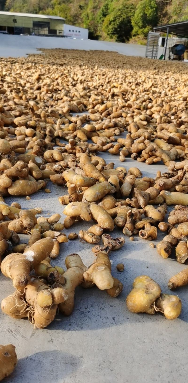食品级九华山黄精干货无硫有肉足干，可零售可批发
