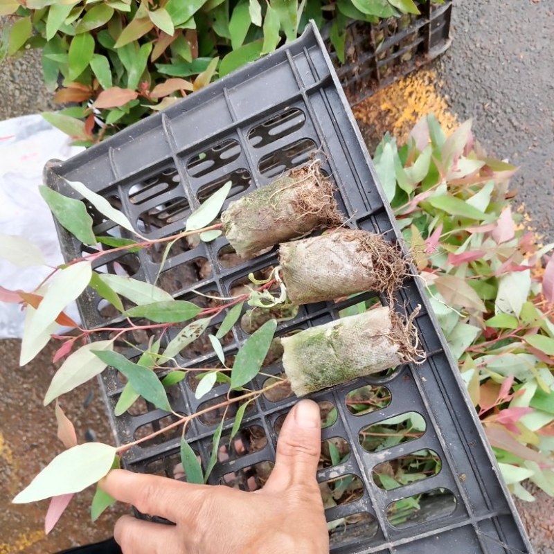 桉树苗广29，黄金桉，无性繁殖组培苗，两个优良品系。