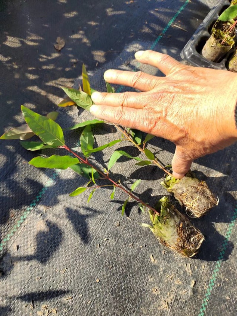 桉树苗广29，黄金桉，无性繁殖组培苗，两个优良品系。