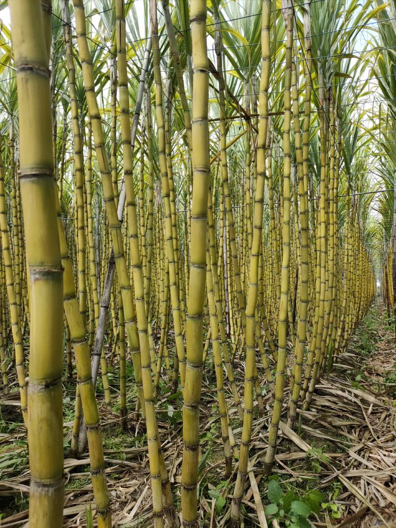黄皮甘蔗种尾巴，无裂口粤翠青皮脱毒甘蔗种尾巴，粤翠种苗