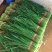 广东精品推选，广东湛江韭菜，质量保证，欢迎大家前来咨询，
