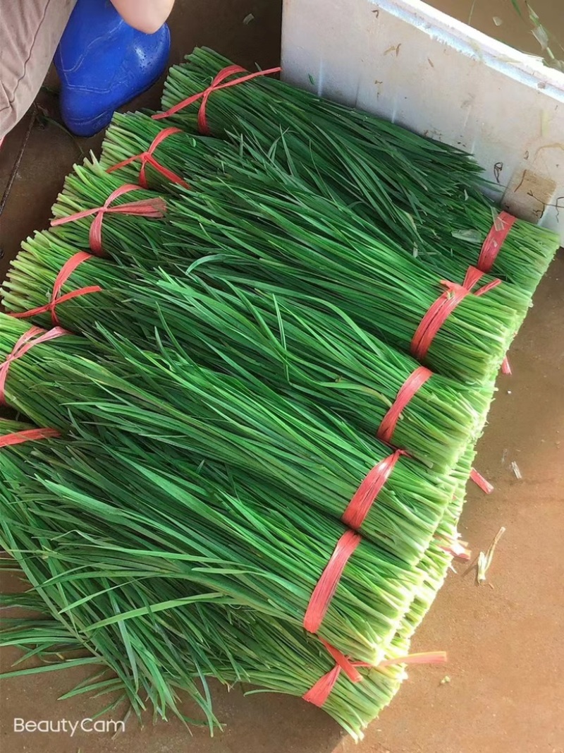 广东精品推选，广东湛江韭菜，质量保证，欢迎大家前来咨询，