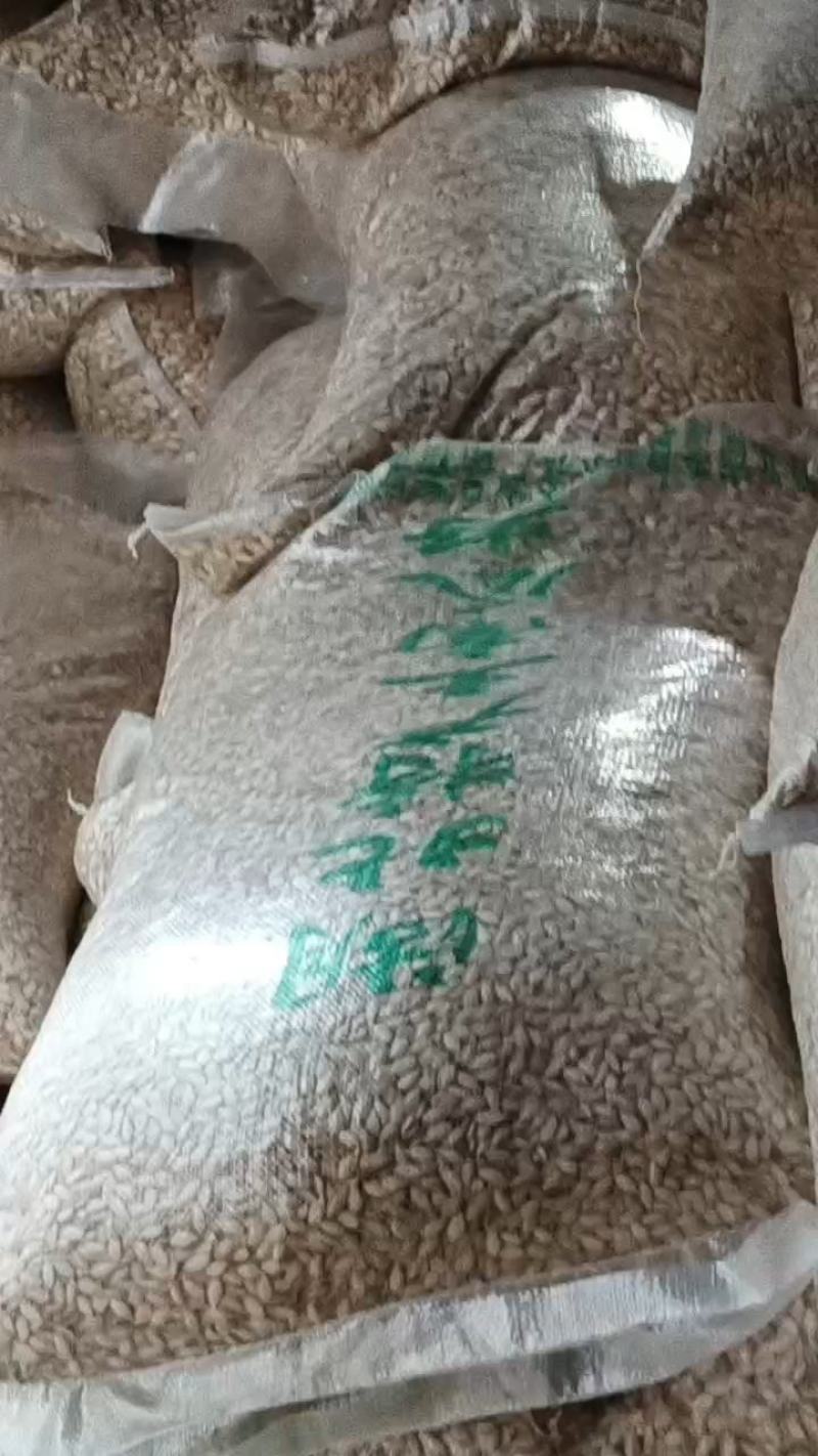 销售本地精选二级生南瓜子，500斤起批。