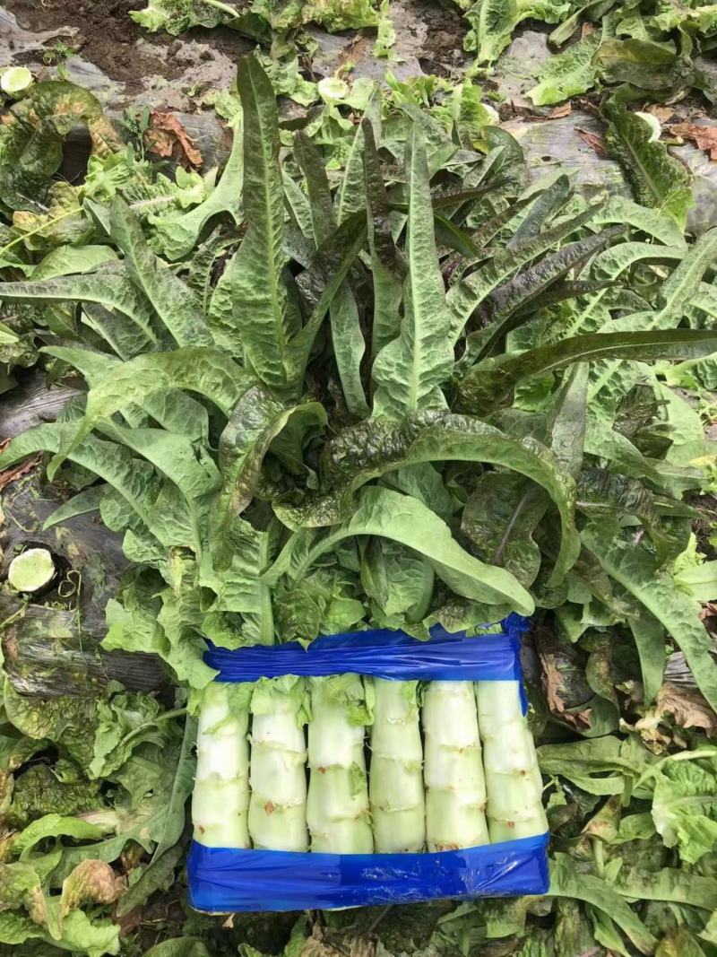 大量供应笋，千亩基地，特价供应，支持各种包装，诚信合作