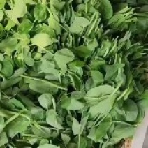 豌豆尖