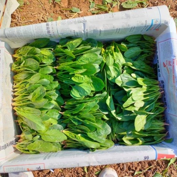 有机波菜