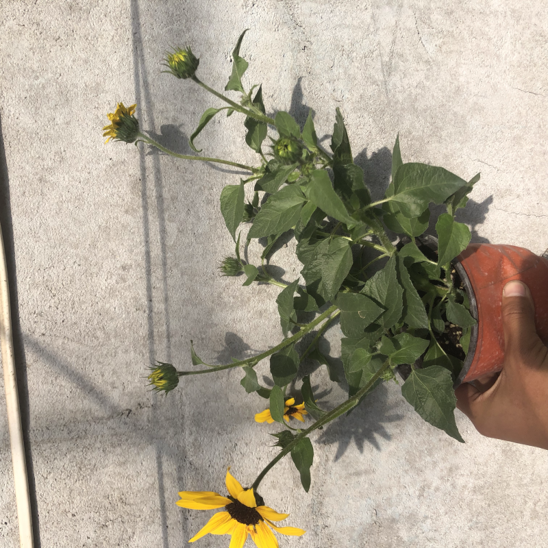 光辉岁月向日葵盆花