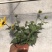 光辉岁月向日葵盆花