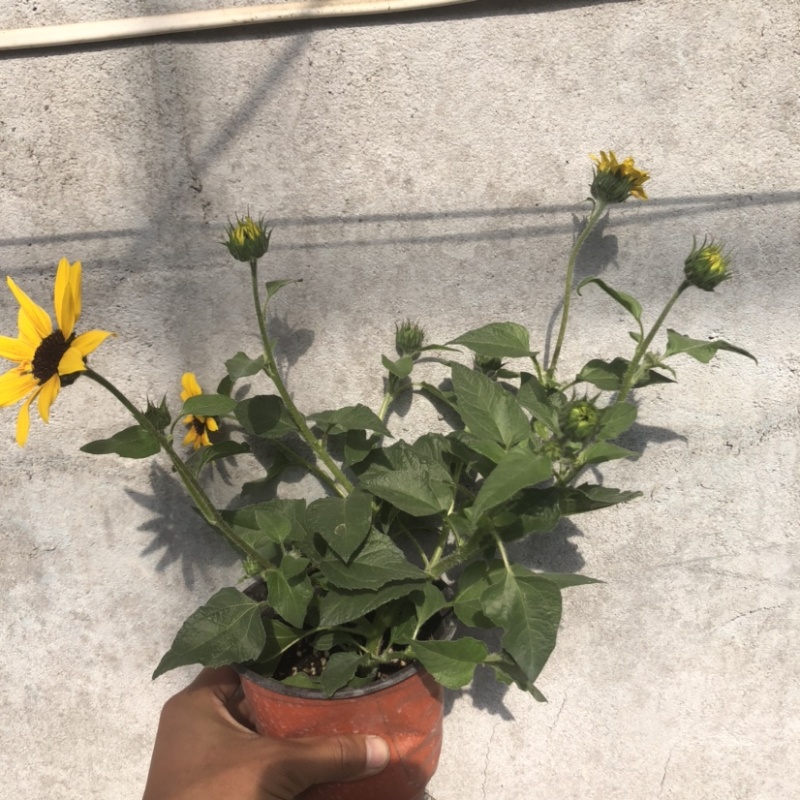 光辉岁月向日葵盆花