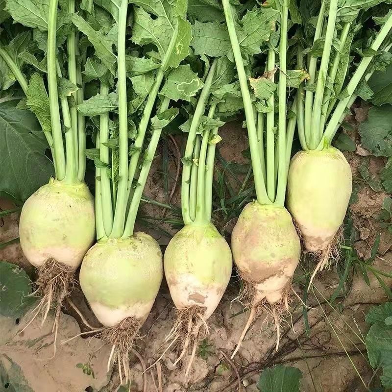 芥菜芥菜疙瘩大疙瘩山东沙地疙瘩肉质紧个头大