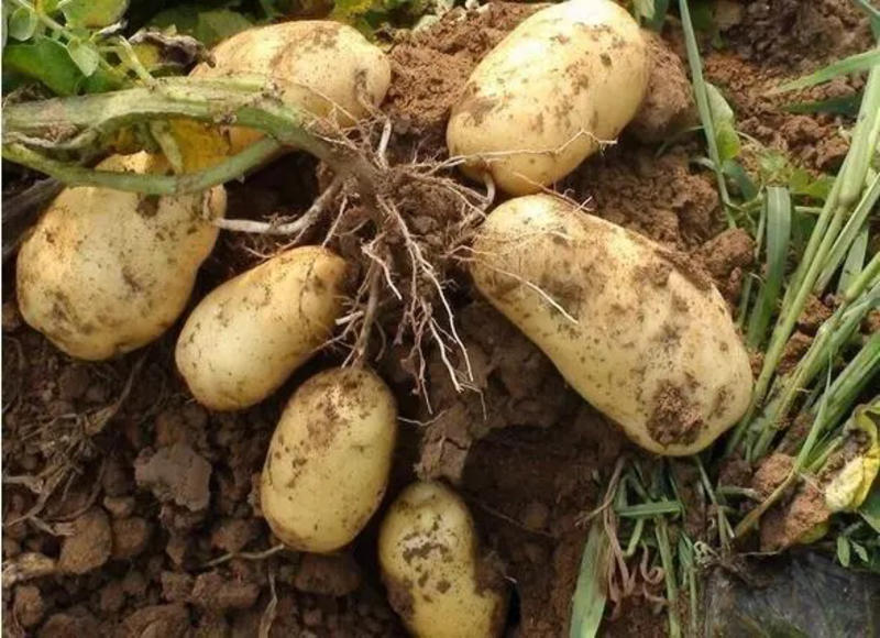 【肥城土豆】荷兰十五土豆，精品山东肥城荷兰十五土豆量大