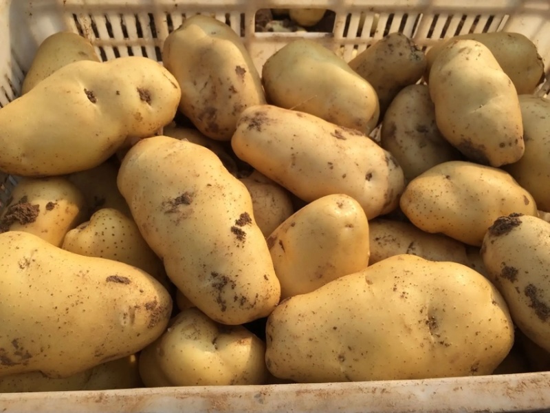 【市场，商超，电商发货】荷兰十五土豆大量供应中，一手货源