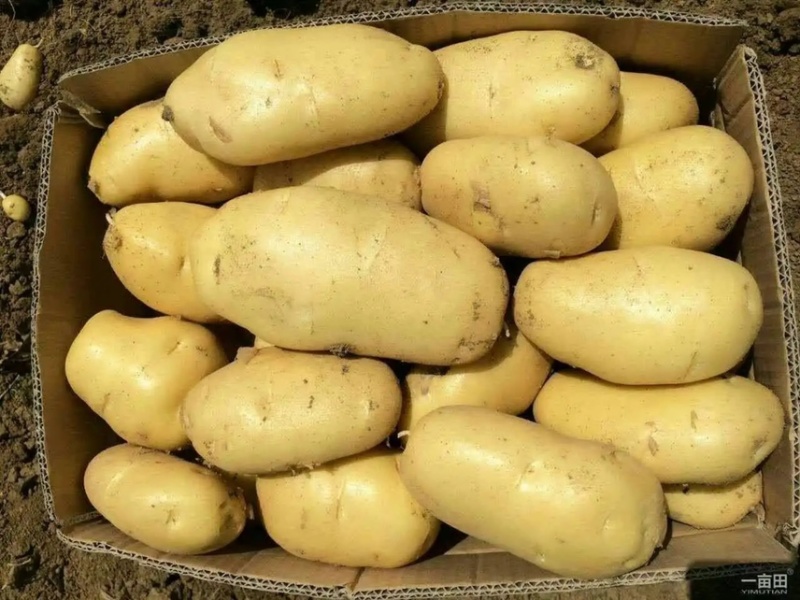 【市场，商超，电商发货】荷兰十五土豆大量供应中，一手货源