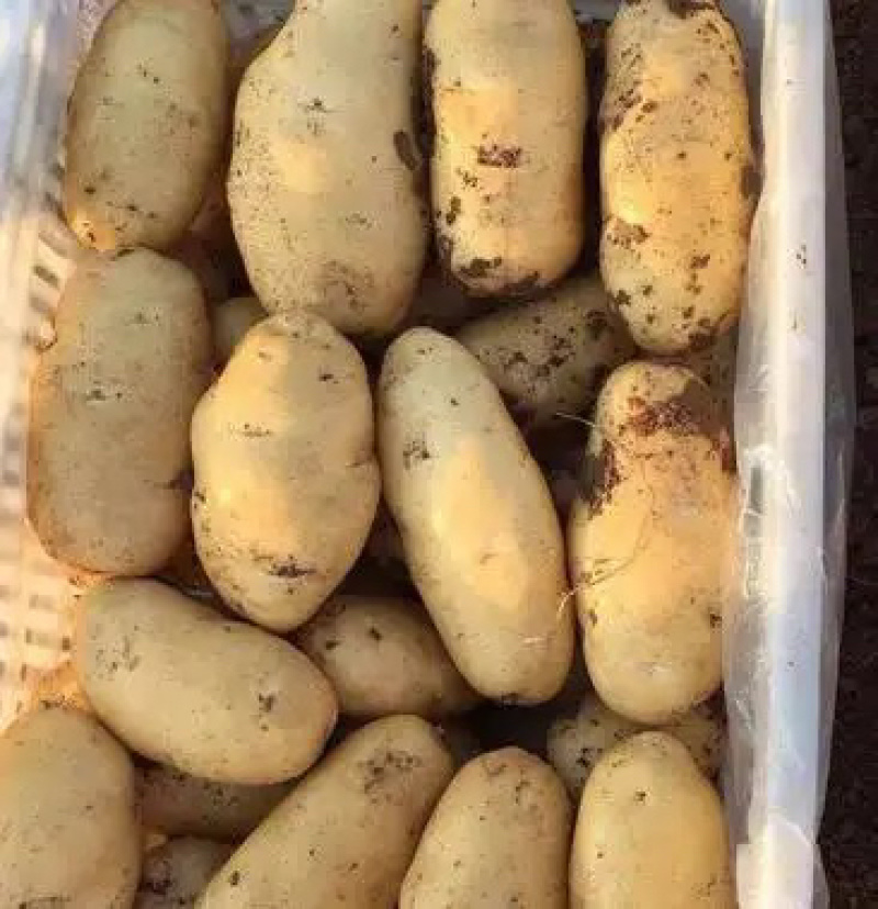【批发土豆】荷兰十五土豆批发，肥城土豆，质优价廉产地发货
