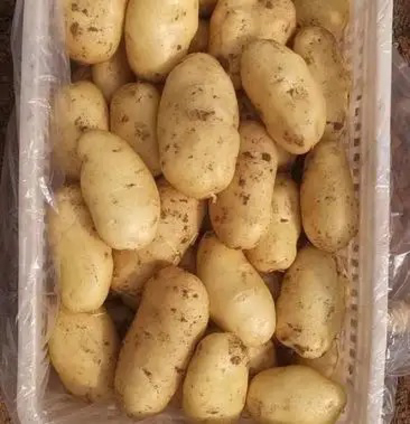 【批发土豆】荷兰十五土豆批发，肥城土豆，质优价廉产地发货