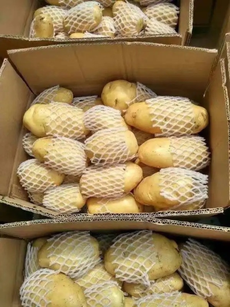 【批发土豆】荷兰十五土豆批发，肥城土豆，质优价廉产地发货