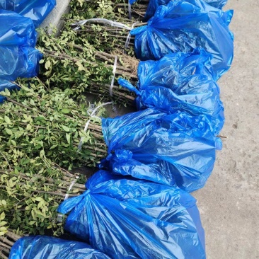 韩城大红袍狮子头，黄盖花椒苗