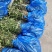 韩城大红袍狮子头，黄盖花椒苗