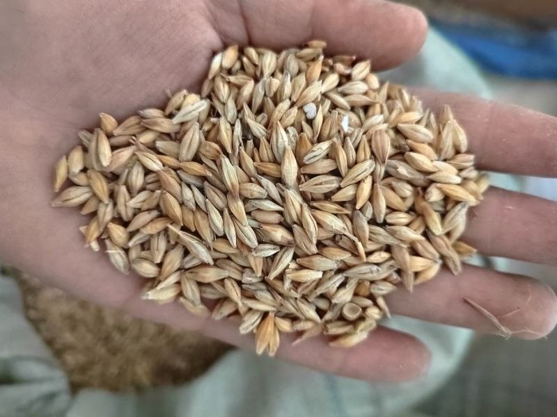 麦芽，生麦芽，炒麦芽，焦麦芽，中药材麦芽焦三鲜