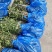 韩城大红袍狮子头，黄盖花椒苗