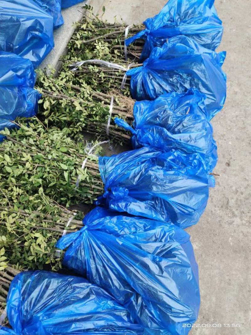 韩城大红袍狮子头，黄盖花椒苗