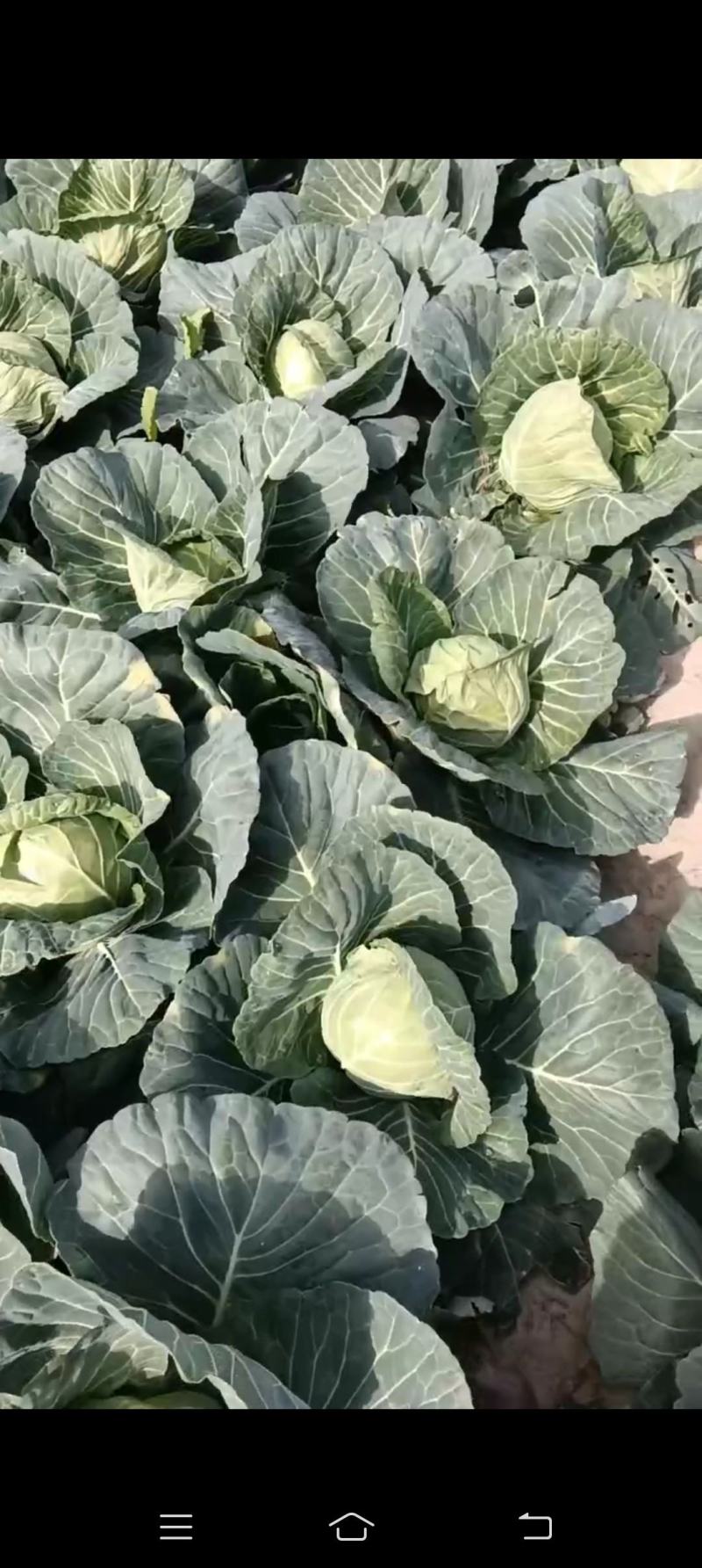 江苏东台甘蓝上市啦！，个头均匀，货源稳定，量大从优