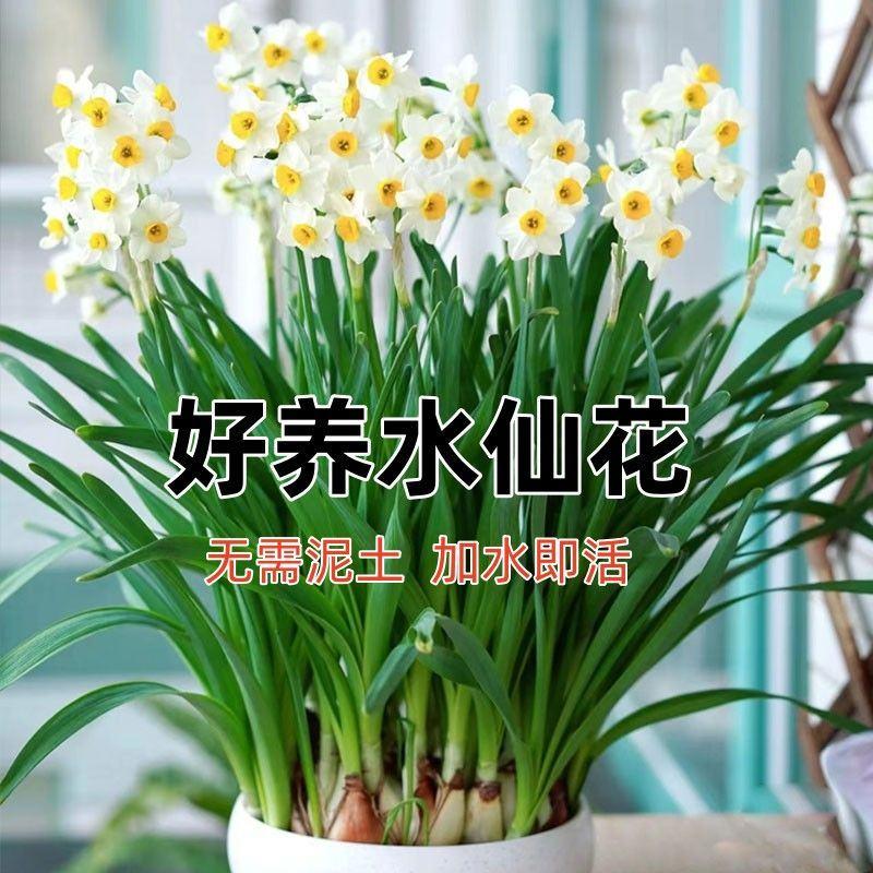 正宗漳州水仙花种球水养植物开花带香味室内水培花卉植物