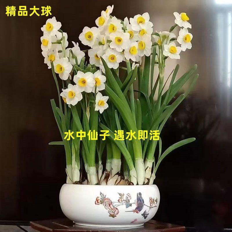 正宗漳州水仙花种球水养植物开花带香味室内水培花卉植物