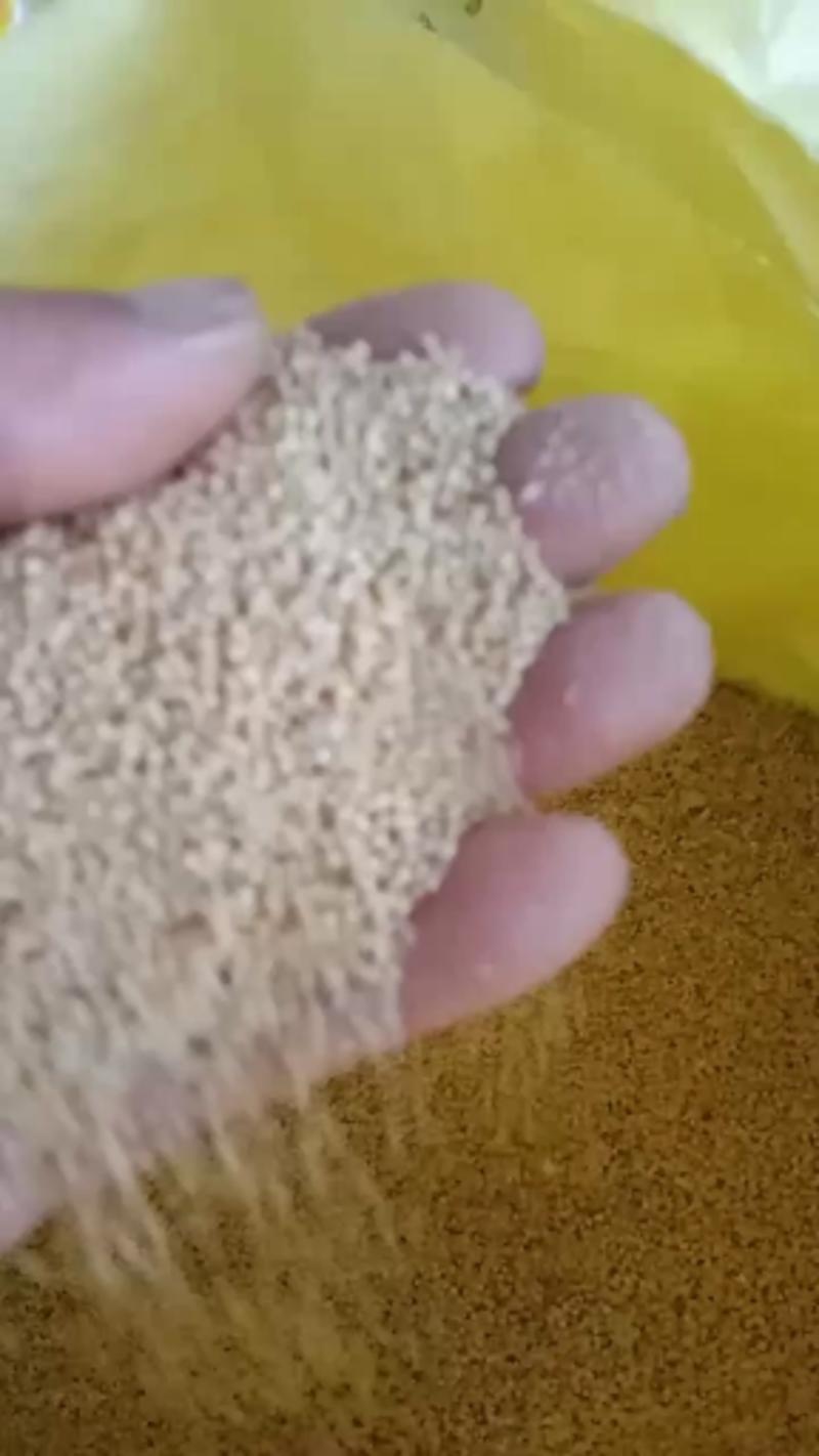 陕西优质小米自家种植产地直发散装可自由选购【精品】