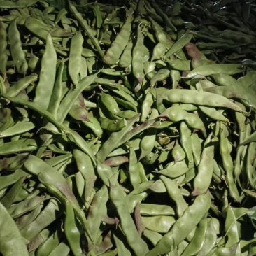 新鲜油豆现摘现发