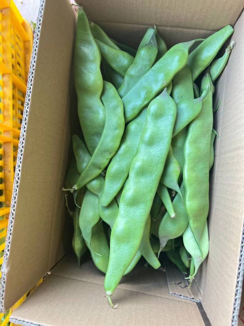 新鲜油豆现摘现发