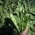 新鲜油豆现摘现发