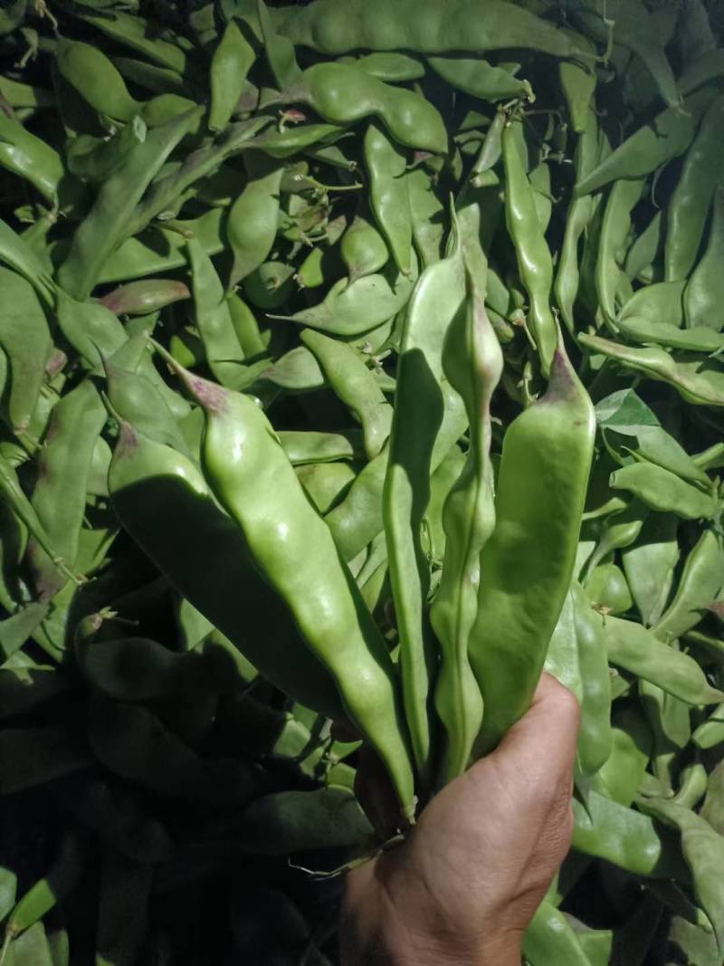 新鲜油豆现摘现发