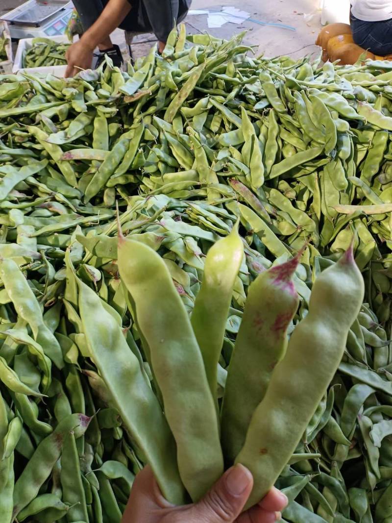 新鲜油豆现摘现发