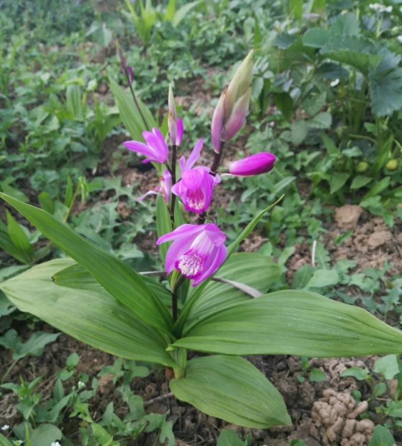 白芨