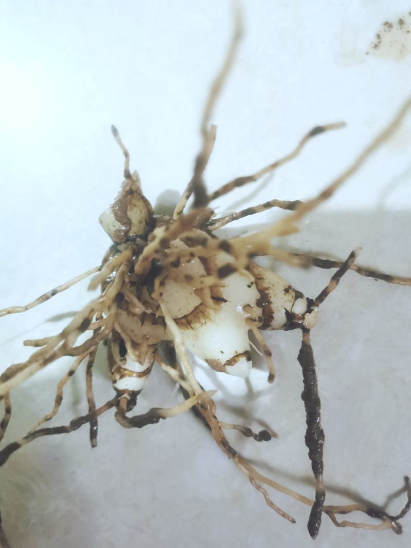 白芨