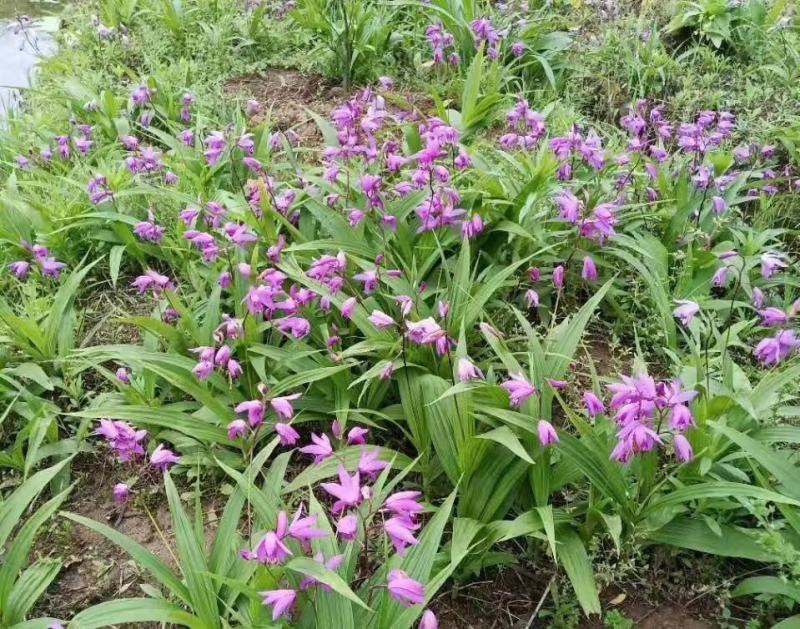 白芨