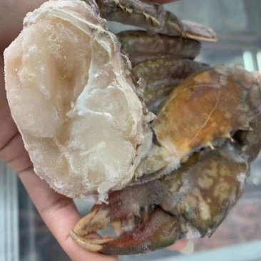 一手货源，带脚蟹排