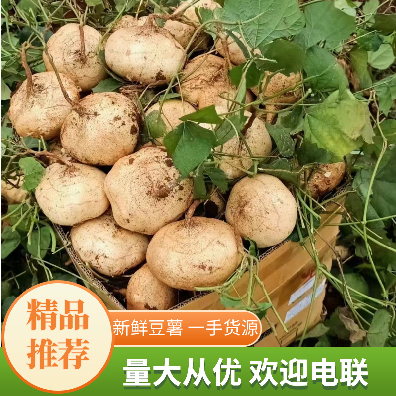 广东湛江精品凉署白地瓜现挖先发全国接单