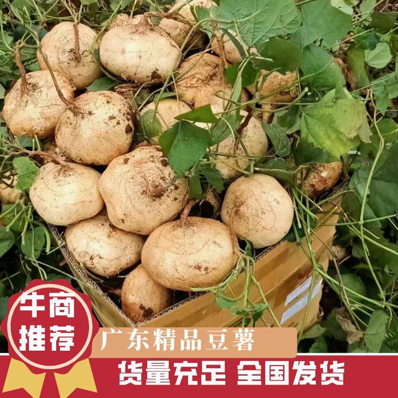 凉薯大量上市，全国发货，品质好口感脆甜