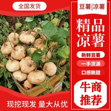 广东精品地瓜，凉署沙署口感脆甜大量上市一条龙服务