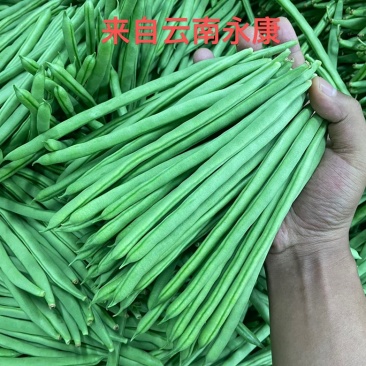 云南小金豆