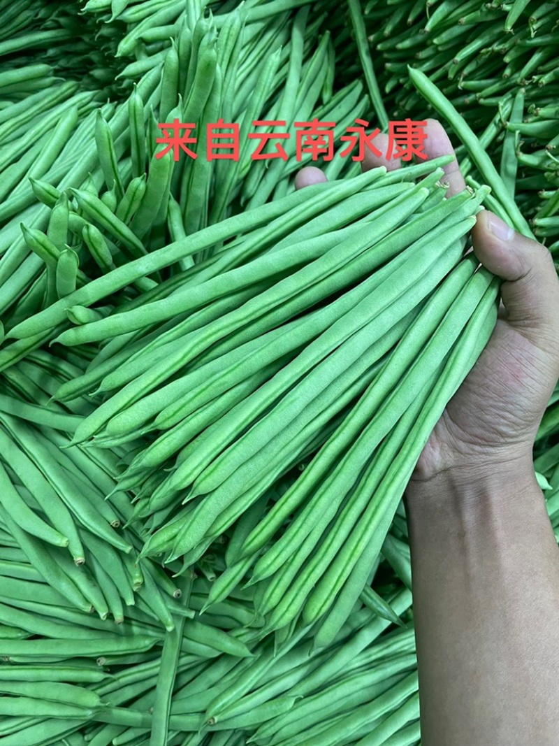云南小金豆