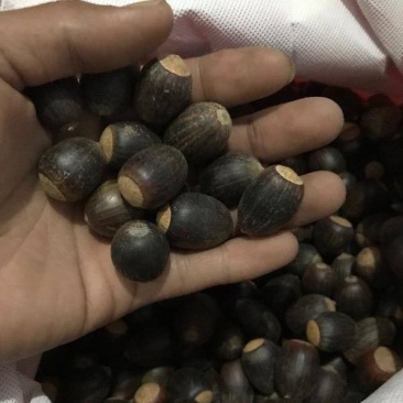 林木种子弗吉尼亚栎种子栓皮栎种子
