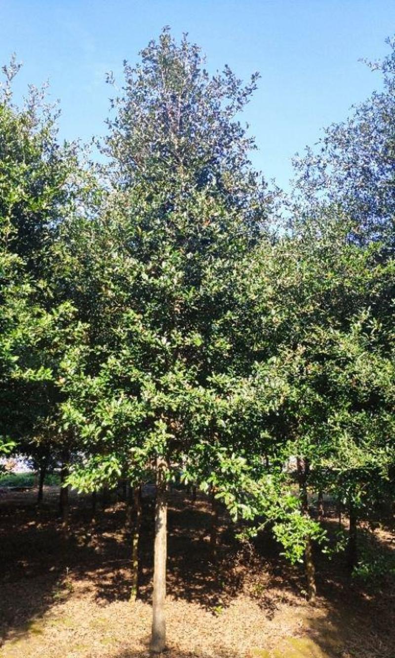 林木种子弗吉尼亚栎种子青冈栎麻栎种籽栓皮栎种子蒙古栎