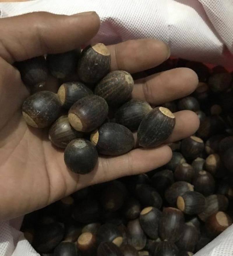 林木种子弗吉尼亚栎种子栓皮栎种子